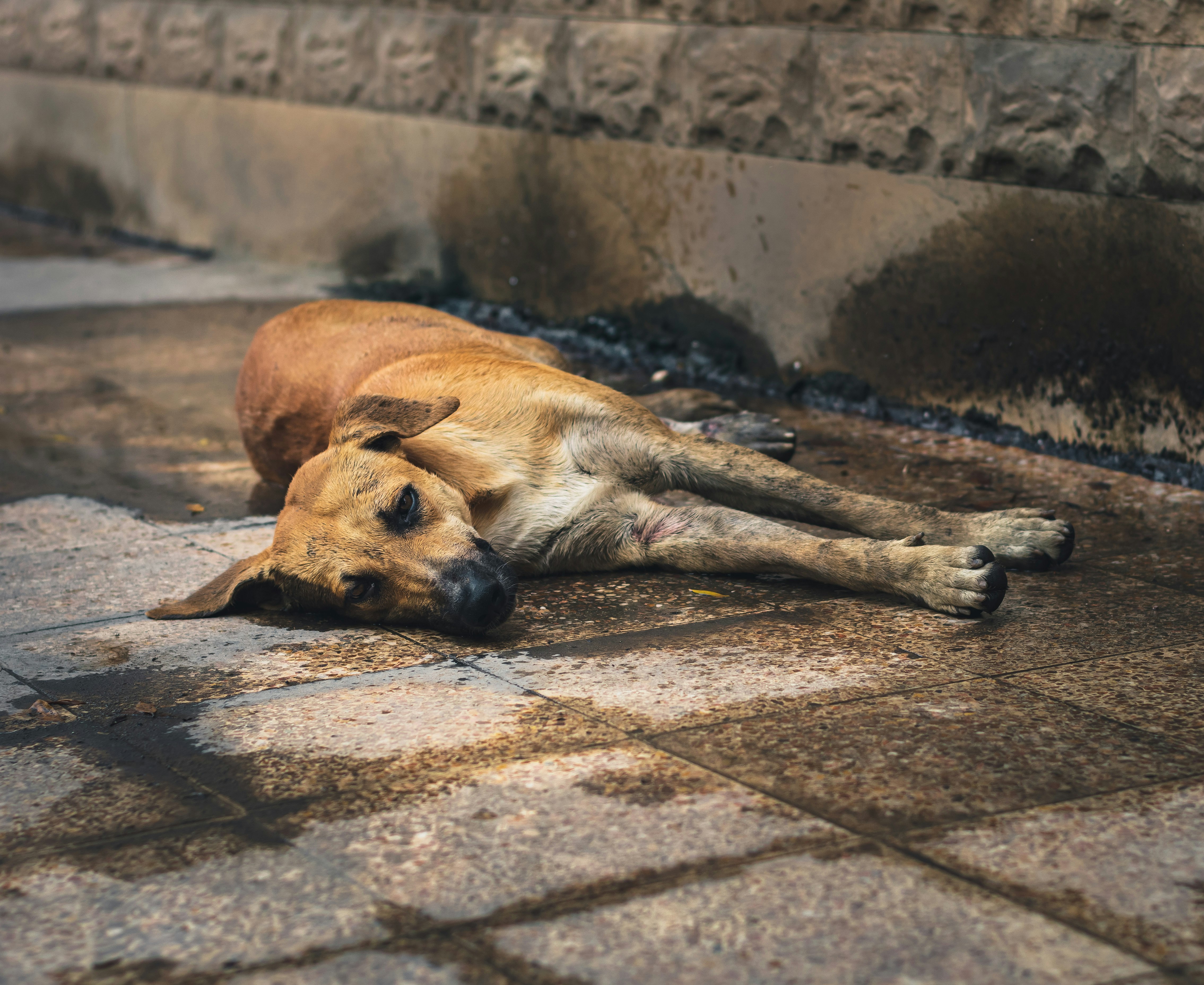 brown short coated dog lying on brown concrete floor
